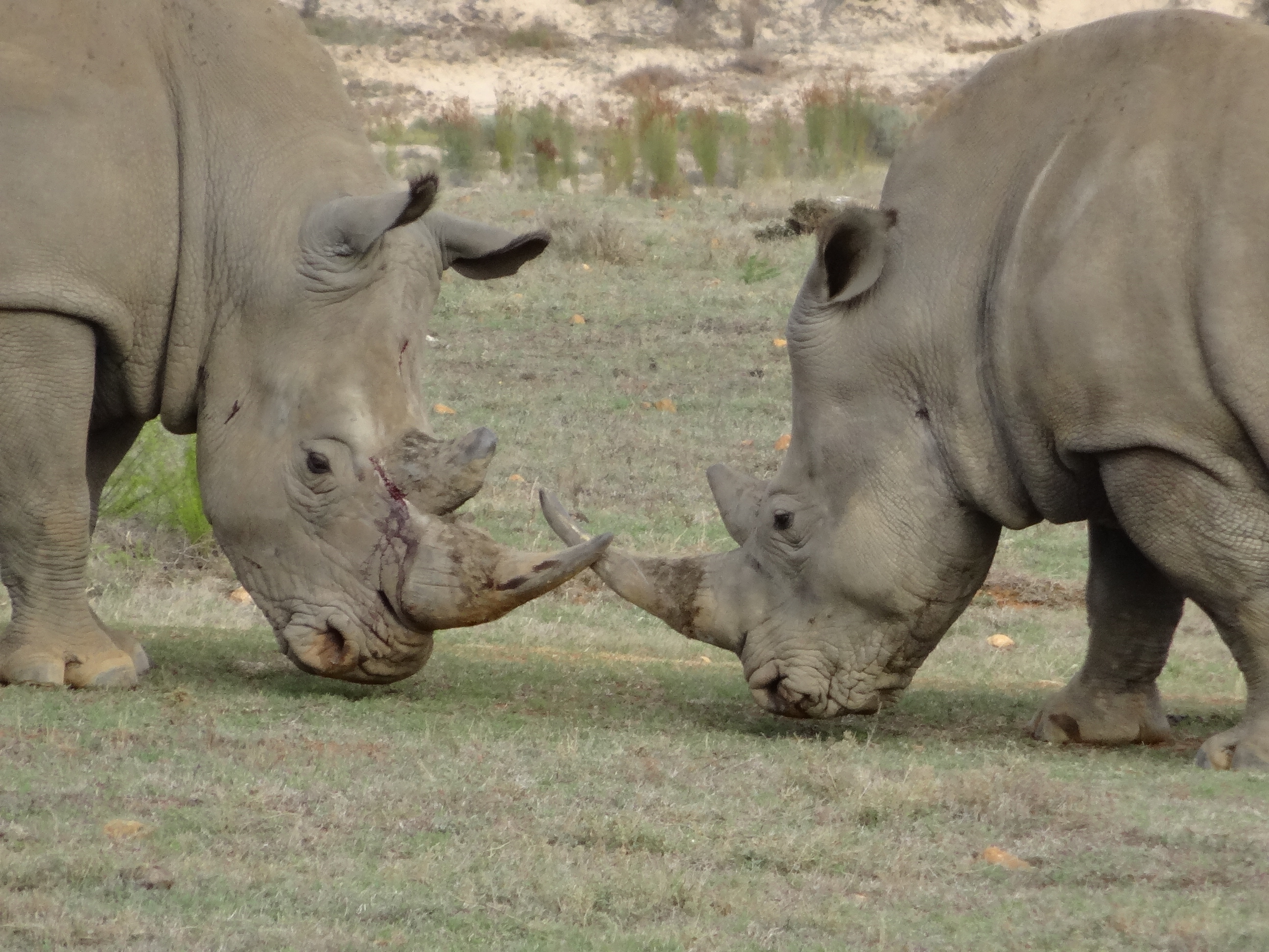 Verwonderend The big five, en nog veel meer dieren – Zuid Afrika, zomer in de DD-75